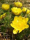 Adonis Vernalis